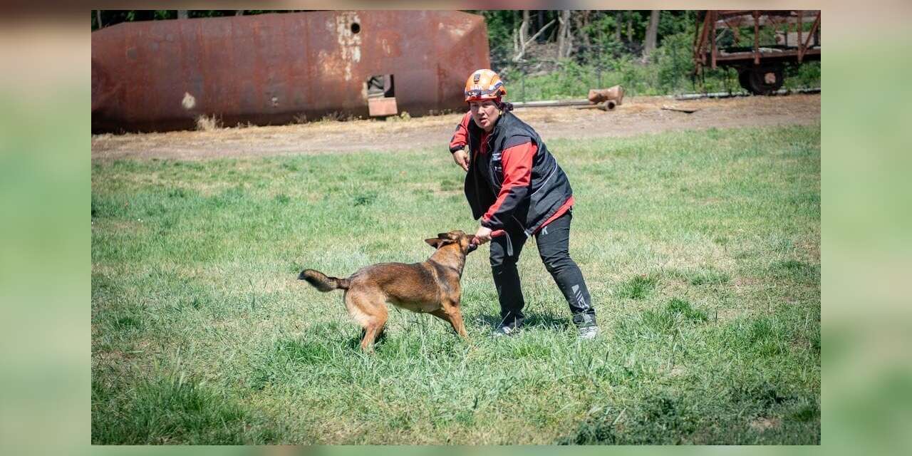 Muğla’nın arama kurtarma köpekleri Tayga ve Foxy görev yeterlilik sınavını geçti