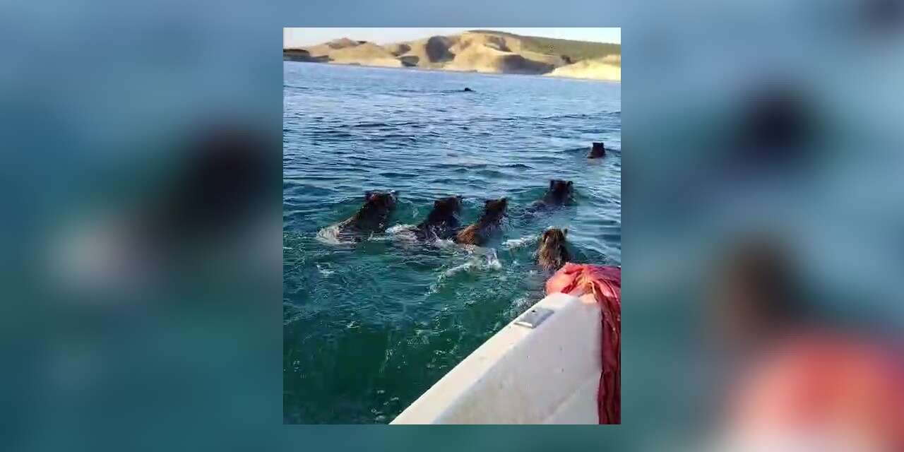 Balıkçılara barajda domuz sürprizi