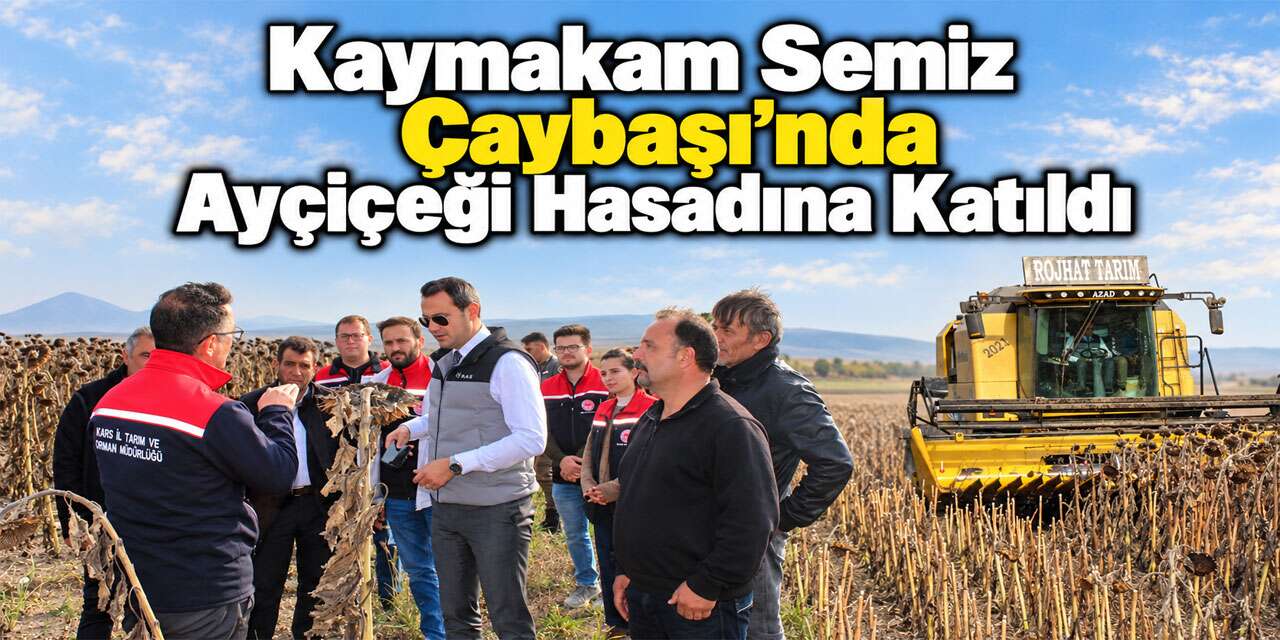 Selim’de 80 Dönümlük Alanda Ayçiçeği Hasadı