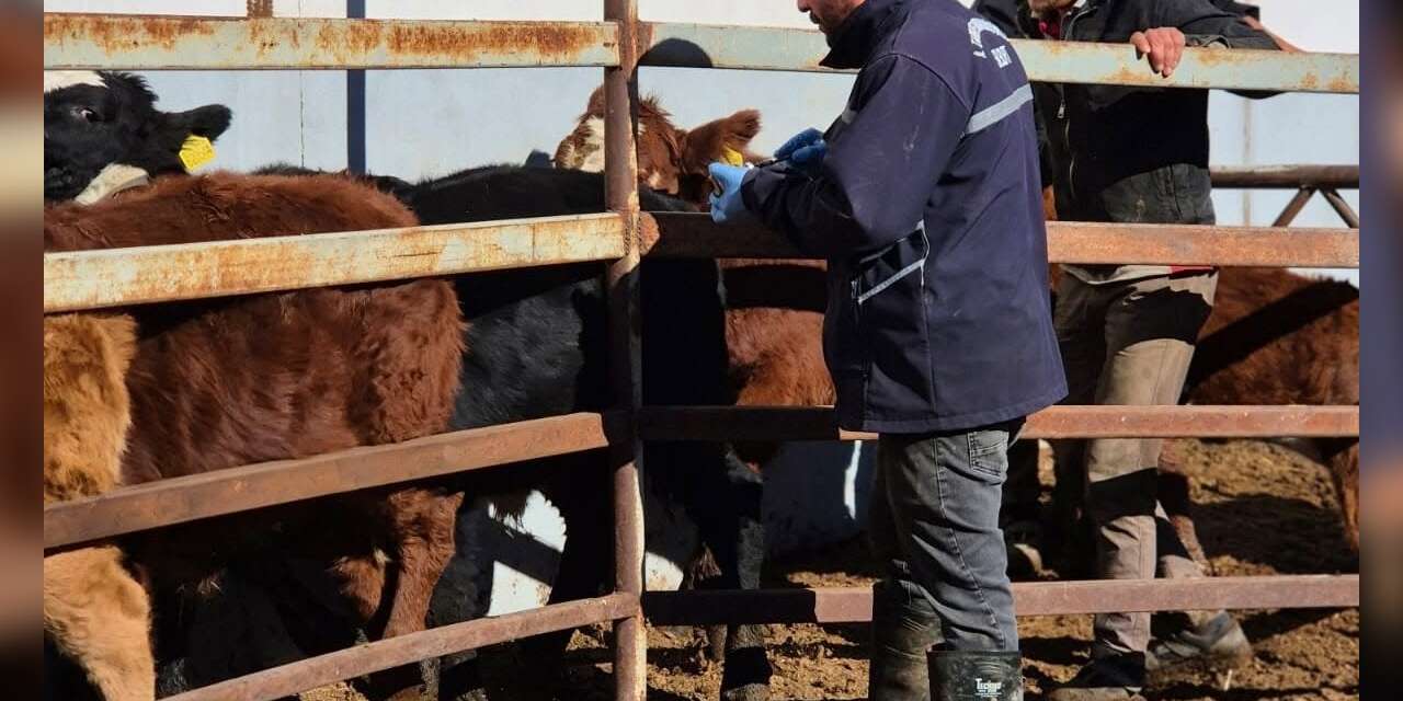 Demirözü’nde şap aşılama çalışmaları devam ediyor