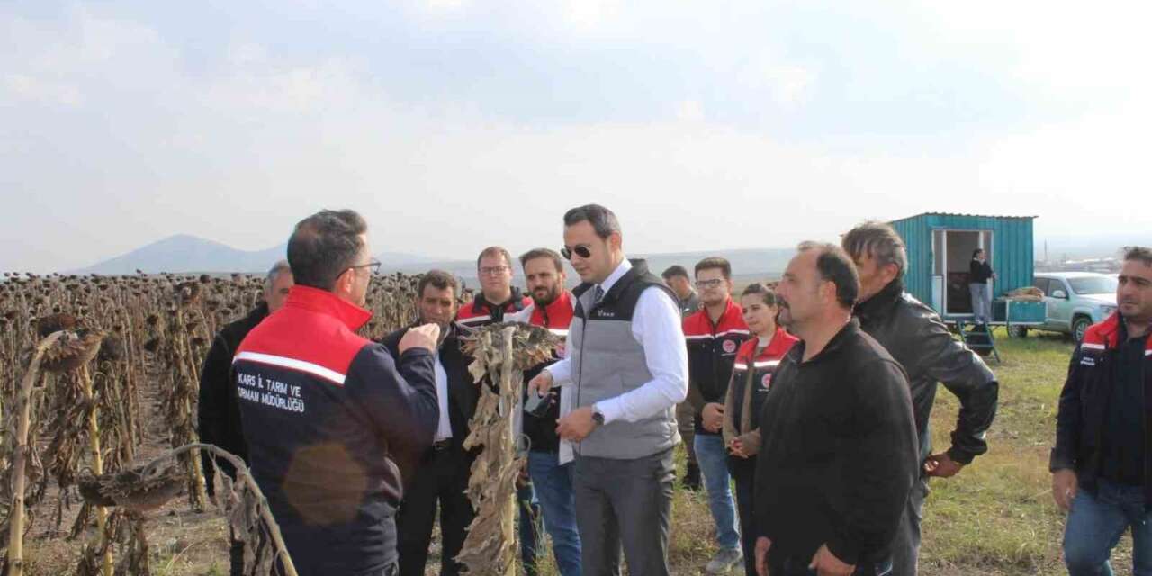 Selim’de 80 dönümlük tarlada ayçiçeği hasadı