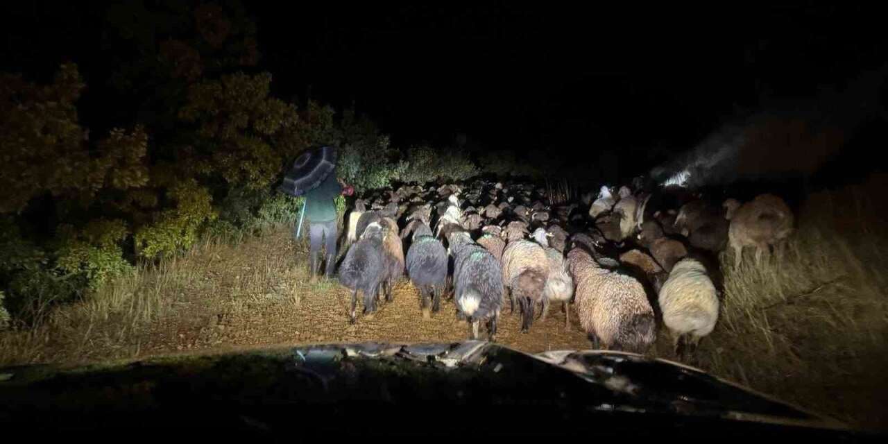Elazığ’da dağlık alanda mahsur kalan çoban ve 200 küçükbaş hayvan kurtarıldı