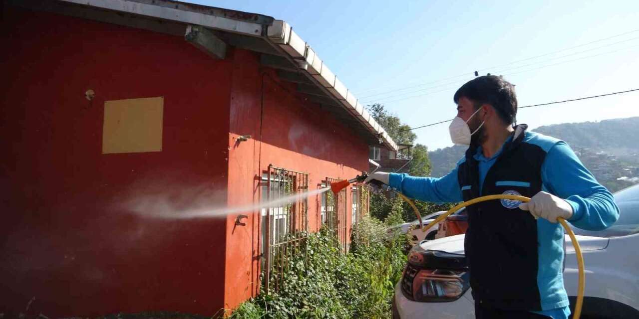 Trabzon’da kokarcaya karşı seferberlik sonuç veriyor, kokarca popülasyonu azalıyor