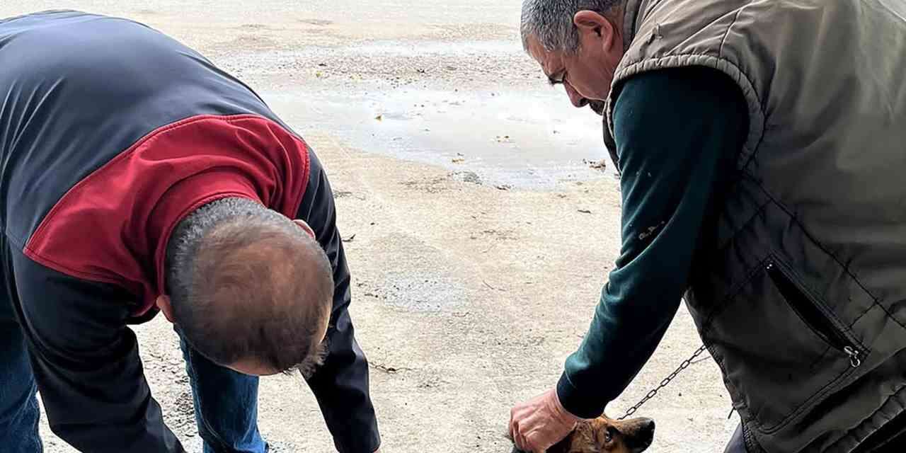 Ortaca’da kedi ve köpeklere kuduz aşısı