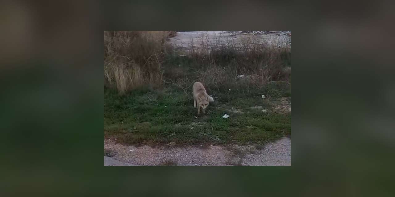Bayburt’ta yerleşim alanlarında tilki ve yılan görüldü