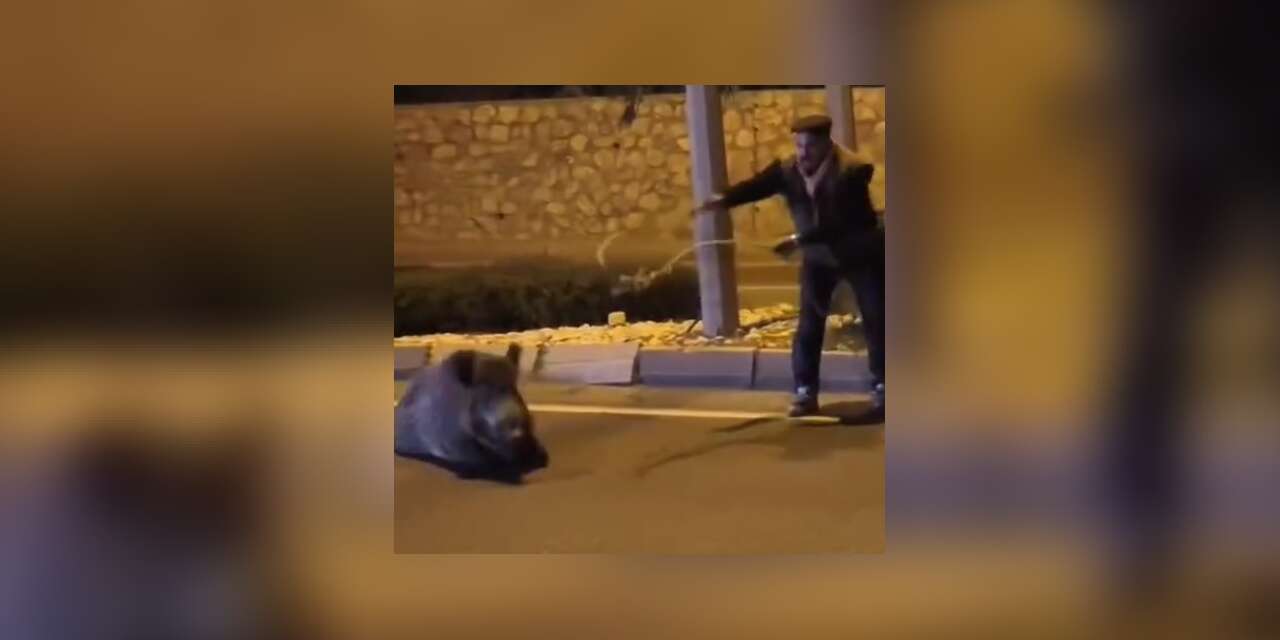 Yaban domuzunu kement atarak yakaladı