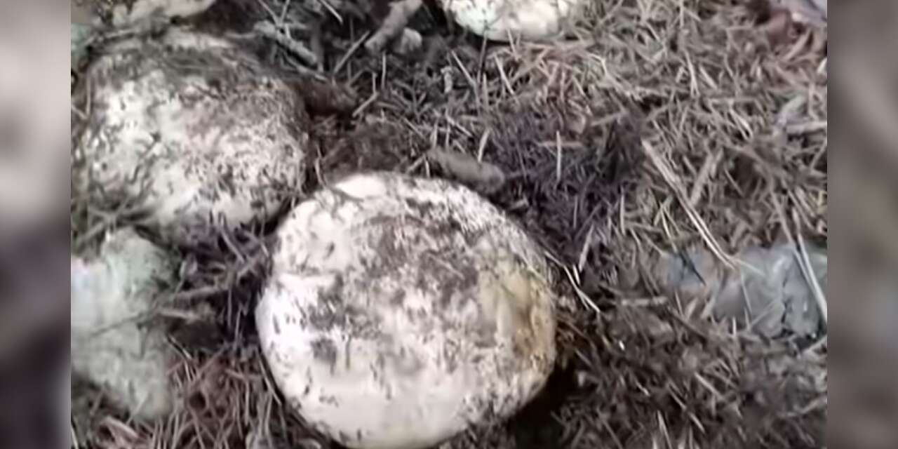 Andırın dağları mantarlarla doldu