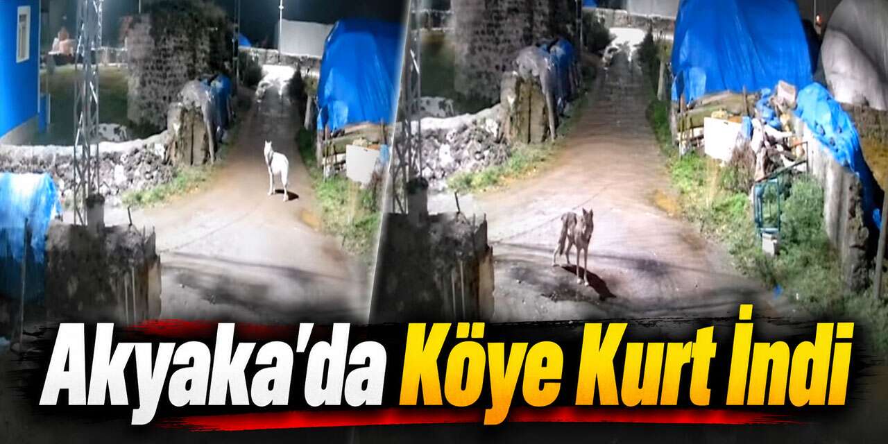 Kars’ta Köye İnen Kurt Güvenlik Kamerasına Yakalandı