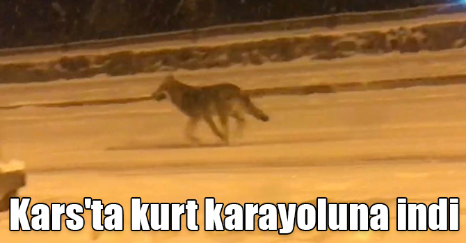 Kars'ta kurt karayoluna indi