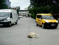 Kağızman'da Köpekler Caddeleri Mesken Tuttu