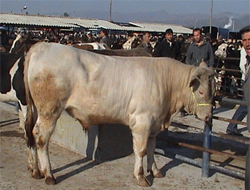 Kars Hayvan Pazarı Bugün Açılıyor