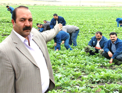 Kars'ta Şeker İşçileri Fabrikaları İçin Tarlada Çalışıyor