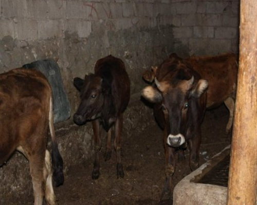 Kars'ta Hayvan Hırsızlığı Çetesi Çökertildi