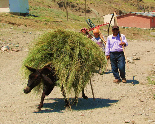 Sarıkamış'ta Ot Taşımada Eşek Desteği