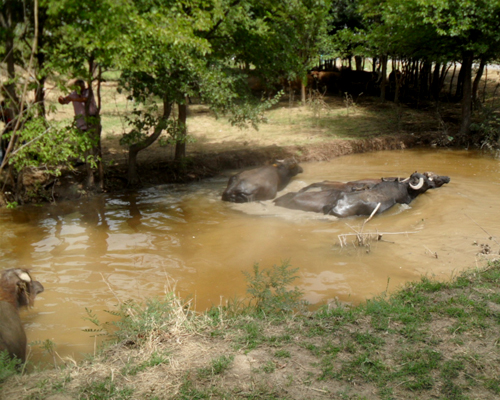 Iğdır'da Hayvanlar Sulama Kanallarında Serinliyor