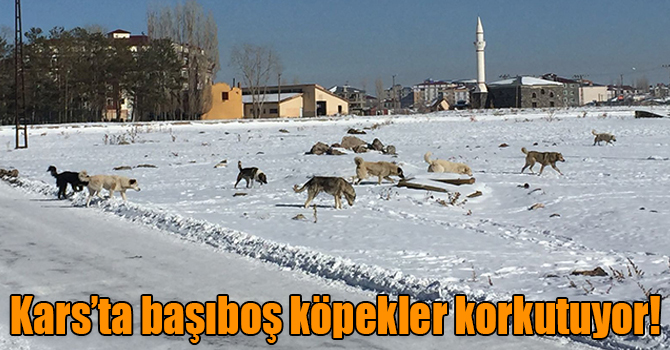 Kars’ta başıboş köpekler korkutuyor!