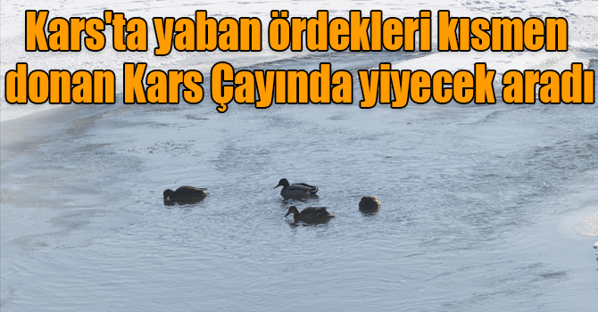 Kars'ta yaban ördekleri kısmen donan Kars Çayında yiyecek aradı