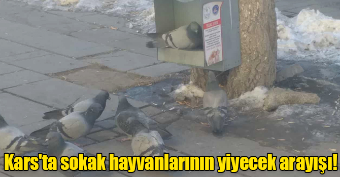 Kars'ta sokak hayvanlarının yiyecek arayışı!