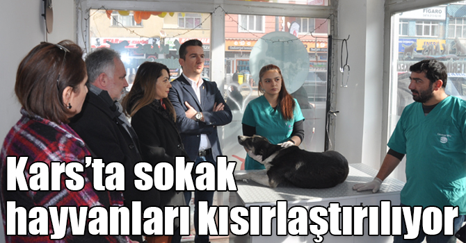 Kars’ta sokak hayvanları kısırlaştırılıyor