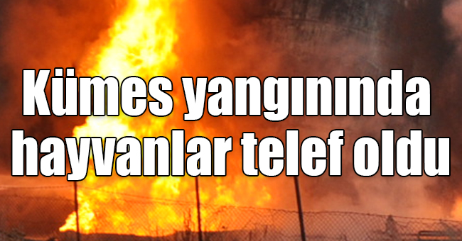 Kars’ta kümes yangınında hayvanlar telef oldu