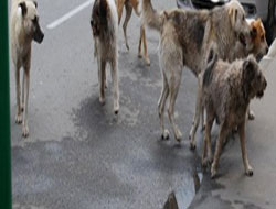 Kars'ta başıboş köpekler dehşet saçıyor