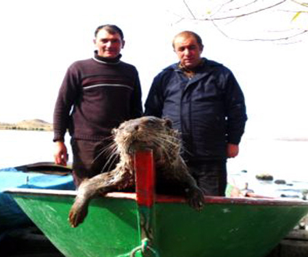 Çıldır Gölünde Ağa Su Samuru Takıldı