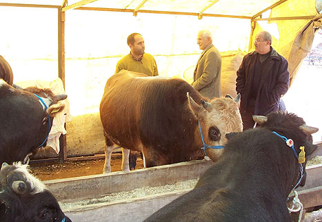 Kars'ta Kurbanlıklar Satışa Çıktı