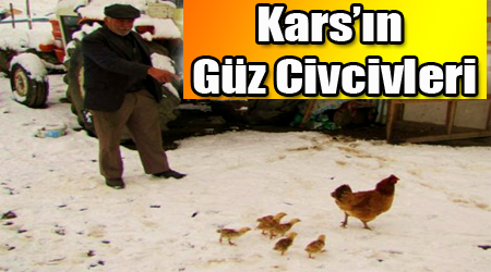 Kars'ın Güz Civcivleri