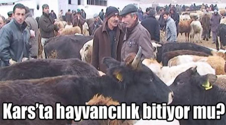 Kurban Bayramından sonra hayvan fiyatları düştü