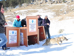 Kars'ta Tedavileri tamamlanan yavru kurtlar doğaya salındı