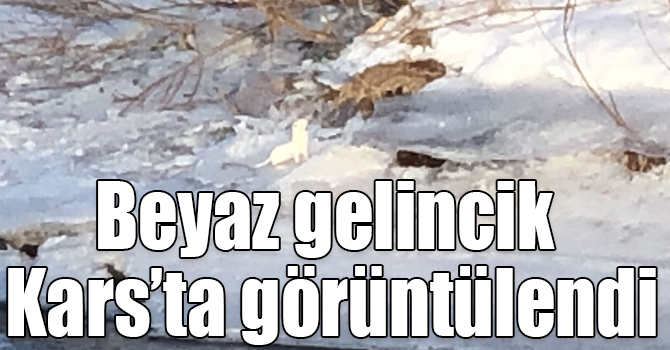 Beyaz gelincik Kars’ta görüntülendi