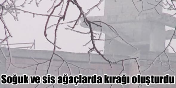 Kars'ta Soğuk ve sis ağaçlarda kırağı oluşturdu