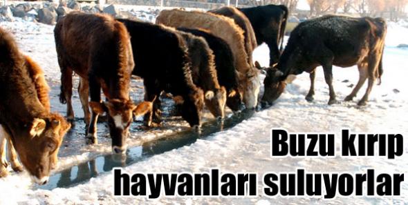 Buzu kırıp hayvanları suluyorlar