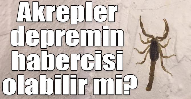 Akrepler depremin habercisi olabilir mi?