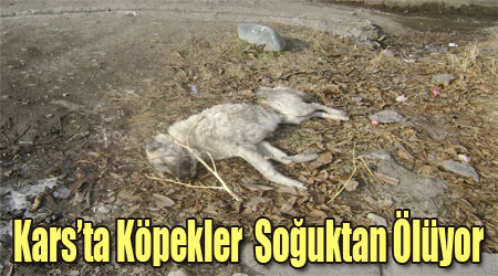 Kars'ta Köpekler Soğuktan Ölüyor