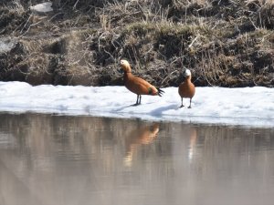 Buzlar çözülünce göçmen kuşlar Kars'a dönmeye başladı