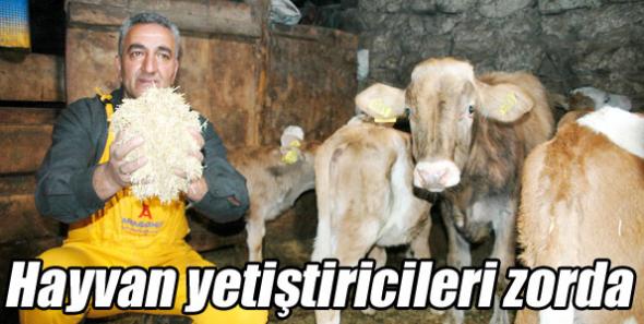 Sarıkamış’ta hayvan yetiştiricileri zorda