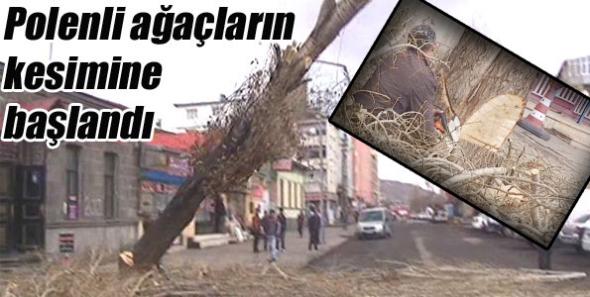 Polenli ağaçların kesimine başlandı