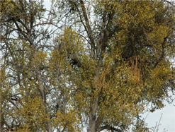 Ardahan’da Armut ağaçları çiçek açtı