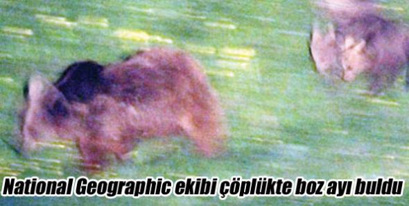National Geographic ekibi çöplükte boz ayı buldu