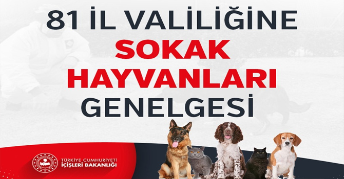 81 ilin valiliklerine koronavirüs tedbirleri kapsamında sokak hayvanları genelgesi gönderildi