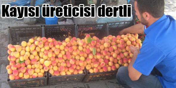 Kayısı üreticisi dertli