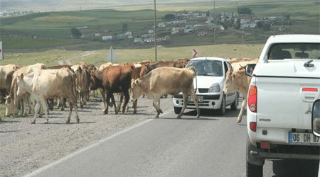 İnek Sürüsü Yolu Trafiğe Kapattı