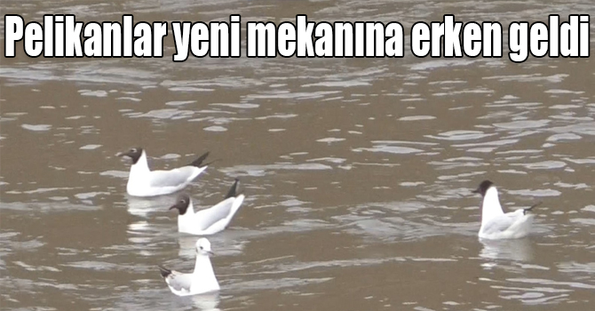 Pelikanlar yeni mekanına erken geldi