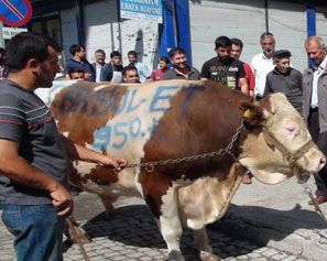 Kars'ta Ramazan Ayına Özel Boğa