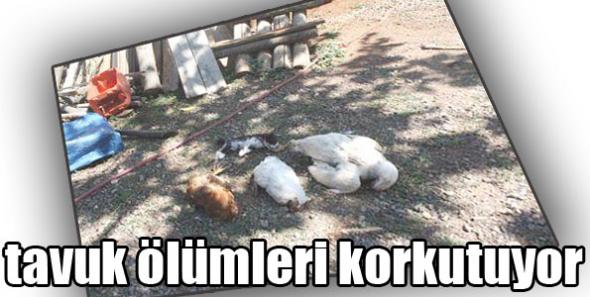 Kağızman’da tavuk ölümleri korkutuyor