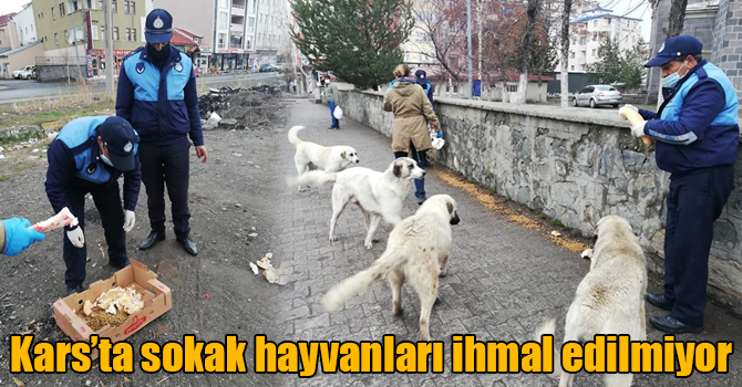 Kars’ta sokak hayvanları ihmal edilmiyor