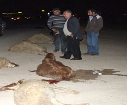 Kars'ta Kaza