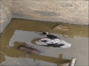 Malatya'da havuza düşen köpek kurtarıldı