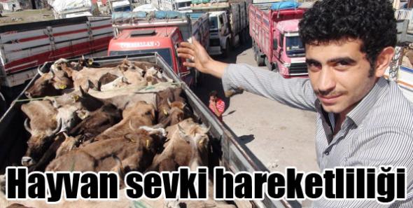 Kars'ta Kurbanlık hayvan sevkleri başladı